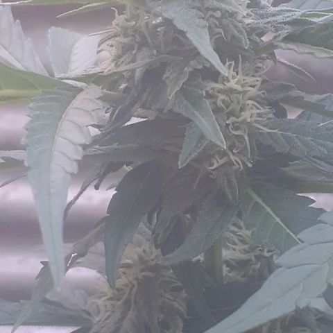 Amnesia 3 growlog timeline photo