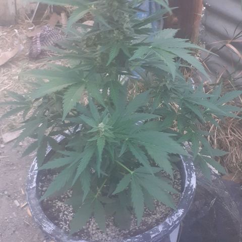 Amnesia 3 growlog timeline photo