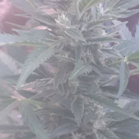 Gorilla 1 growlog timeline photo