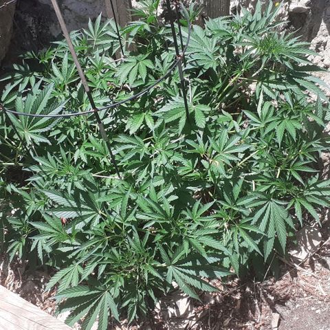 CHMOG growlog timeline photo