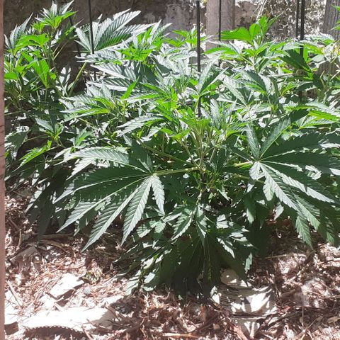 CHMOG growlog timeline photo