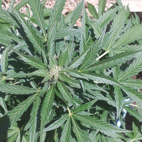 Gorilla 1 growlog timeline photo