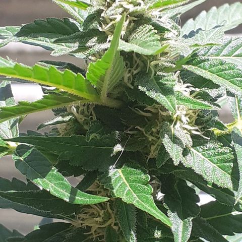 Gorilla 1 growlog timeline photo