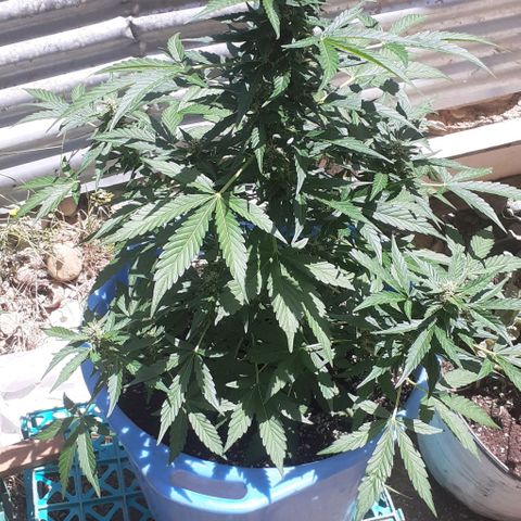 Gorilla 1 growlog timeline photo