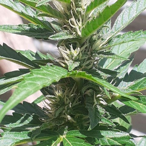 Gelatto  2 growlog timeline photo
