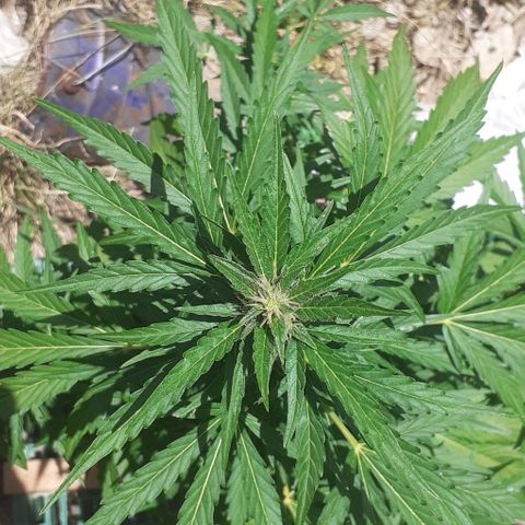 Gelatto  2 growlog timeline photo