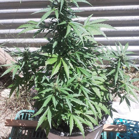 Gelatto  2 growlog timeline photo