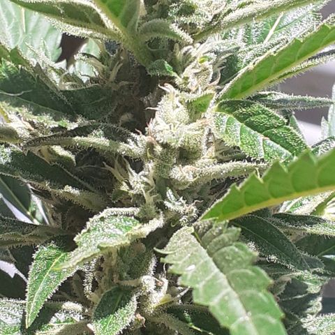 Amnesia 3 growlog timeline photo