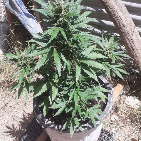 Amnesia 3 growlog timeline photo