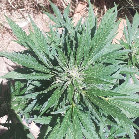 Amnesia 3 growlog timeline photo