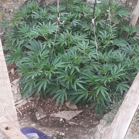 CHMOG growlog timeline photo