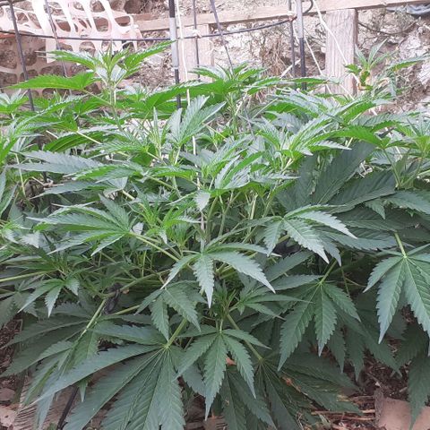 CHMOG growlog timeline photo