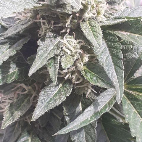 Gorilla 1 growlog timeline photo