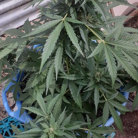Gorilla 1 growlog timeline photo