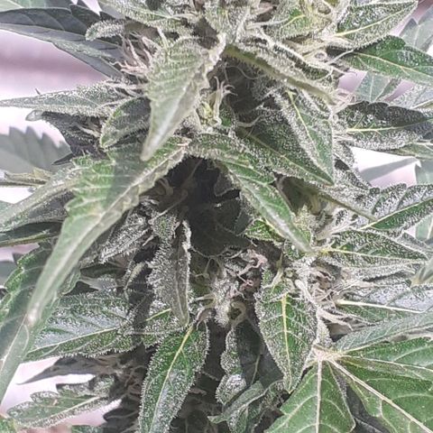 Gelatto  2 growlog timeline photo