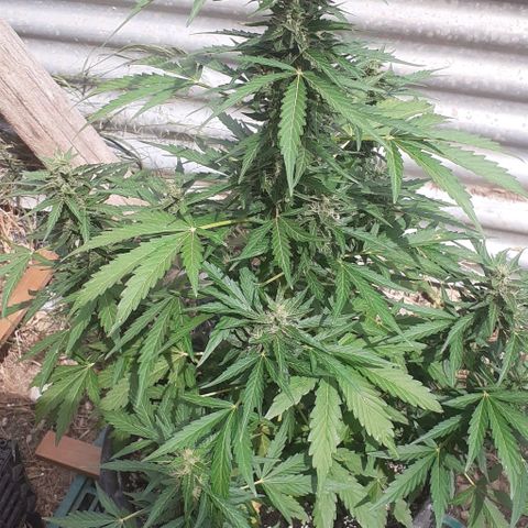 Gelatto  2 growlog timeline photo