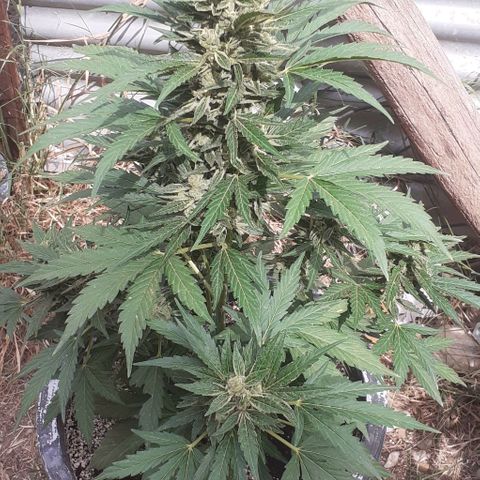 Amnesia 3 growlog timeline photo