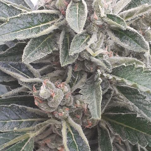 Amnesia 3 growlog photo: 1° aplicación de engorde 0.5ml/1 litr. 
