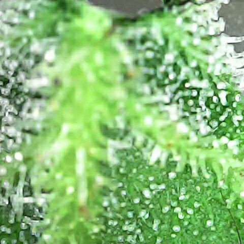 Amnesia 3 growlog timeline photo