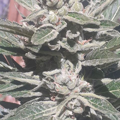 Amnesia 3 growlog timeline photo