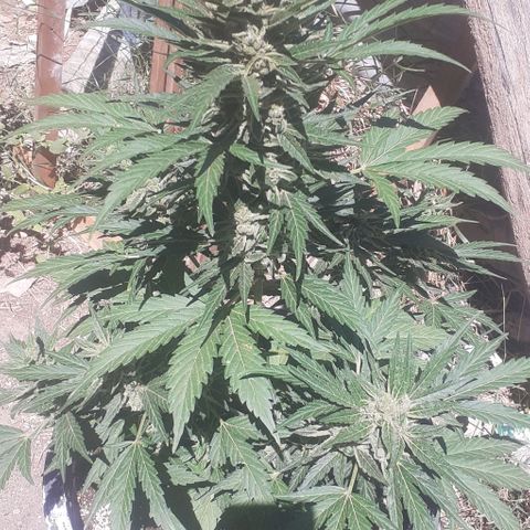 Amnesia 3 growlog timeline photo