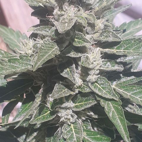 Gelatto  2 growlog timeline photo