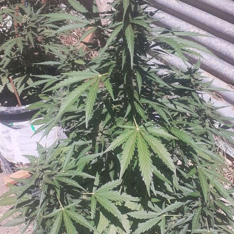 Gelatto  2 growlog timeline photo