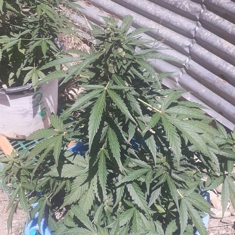 Gorilla 1 growlog timeline photo