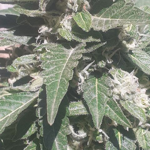Gorilla 1 growlog timeline photo