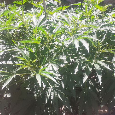 CHMOG growlog timeline photo