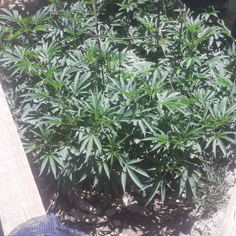 CHMOG growlog timeline photo