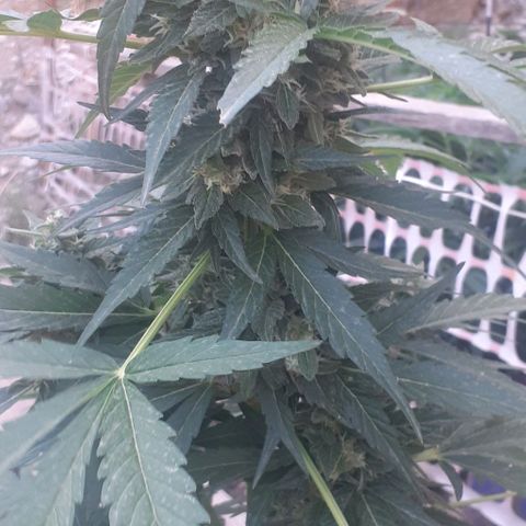 Gorilla 1 growlog timeline photo