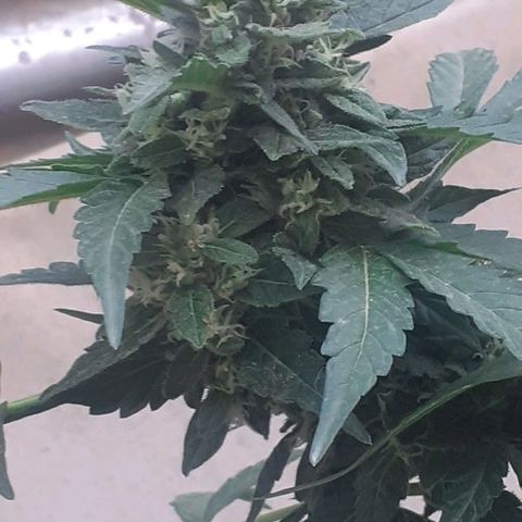 Gorilla 1 growlog timeline photo