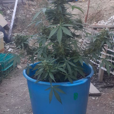Gorilla 1 growlog timeline photo