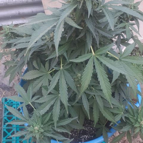 Gorilla 1 growlog timeline photo
