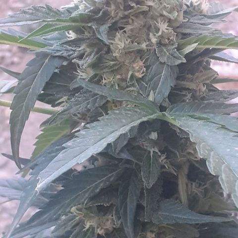 Gorilla 1 growlog timeline photo