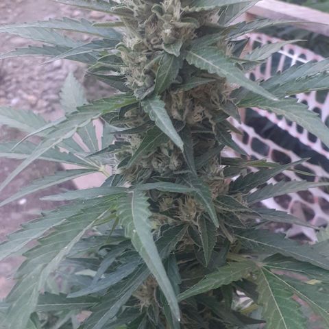 Gelatto  2 growlog timeline photo