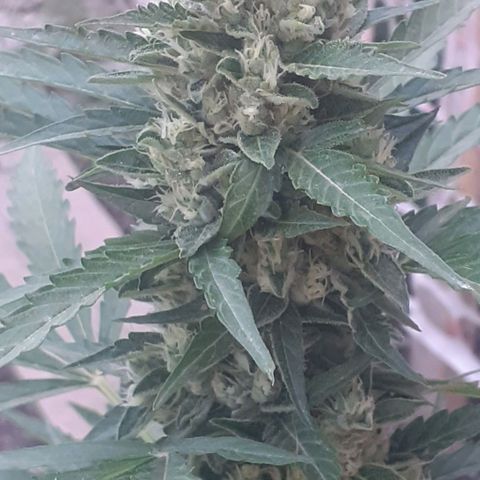 Gelatto  2 growlog timeline photo