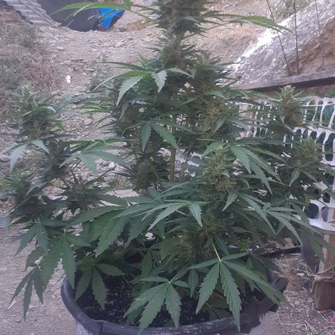Gelatto  2 growlog timeline photo