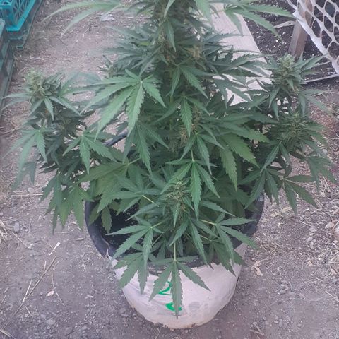 Gelatto  2 growlog timeline photo