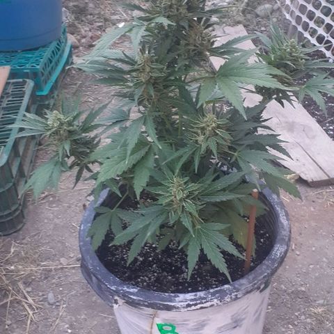 Amnesia 3 growlog timeline photo