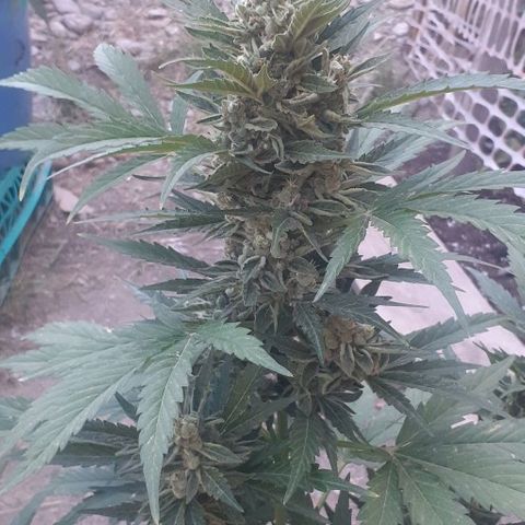 Amnesia 3 growlog timeline photo