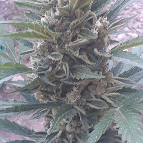 Amnesia 3 growlog timeline photo