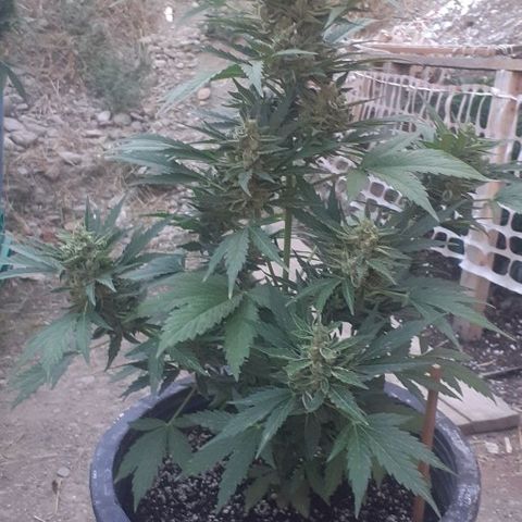 Amnesia 3 growlog timeline photo