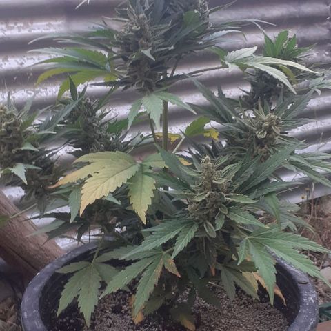 Amnesia 3 growlog timeline photo