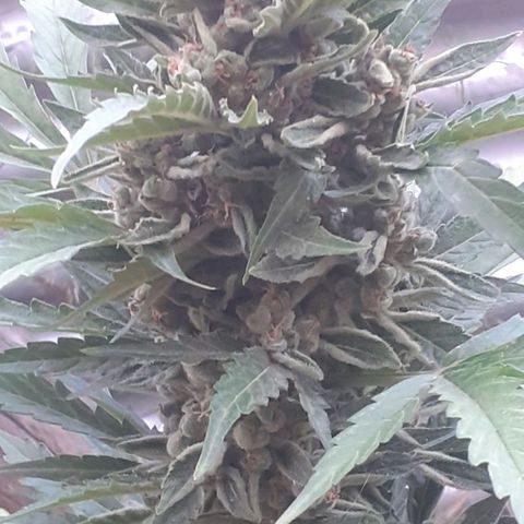 Amnesia 3 growlog timeline photo