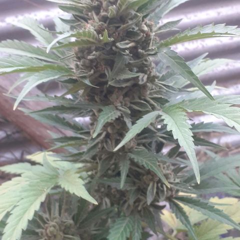 Amnesia 3 growlog timeline photo