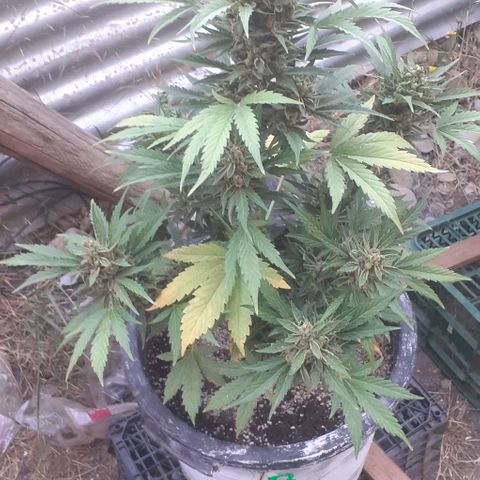 Amnesia 3 growlog timeline photo