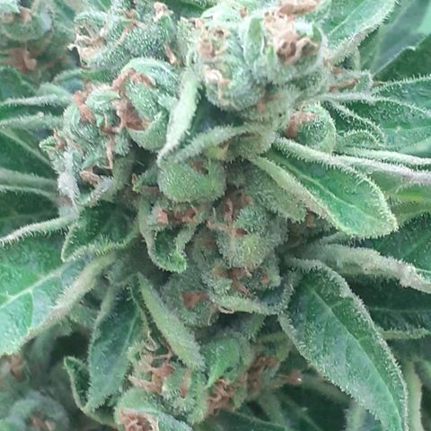 Amnesia 3 growlog timeline photo
