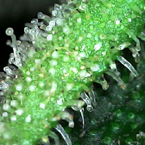 Amnesia 3 growlog timeline photo